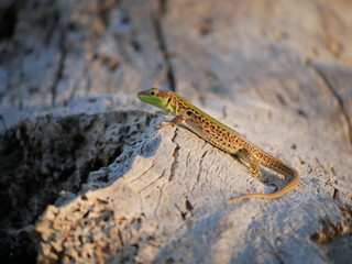 lizard on wood