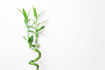 stalk of bamboo on left side isolated with copy space on white background