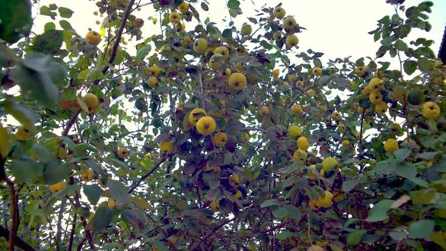 Quince on the tree with green leaf. Autumn season.