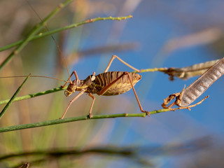Grasshopper on a pod close-up against the sky. Europe.