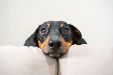  Close up portrait of adorable black and tan dachshund resting his head between the cushions of white sofa. Cute look right to the camera, clever dog eyes. Indoors. © Masarik