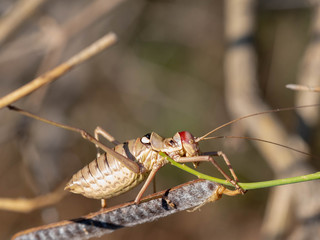 A round-headed Grasshopper on the stalks of grass, close-up. Against the background of a bush. Europe.