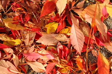 rot verfärbtes Herbstlaub, auf dem Boden liegend, Hintergrundbild, Textur