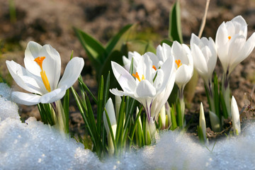 Flowers white crocus in the snow
