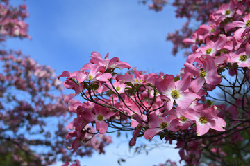 Dogwood, a famous flower in spring