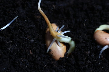 beans that sprouted in a fertile land