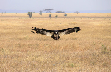 The white-headed vulture (Trigonoceps occipitalis) is an Old World vulture endemic to Africa.