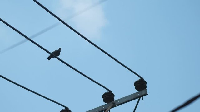Pigeon sheep on electric pole