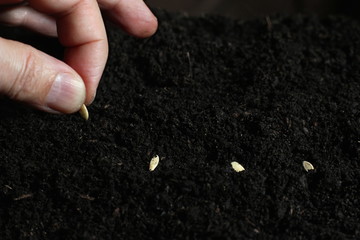 process of planting seeds in the ground