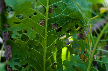 Liść szkodnik ślimak © Wiktor