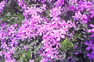 Small moss pink flowers, moss phlox