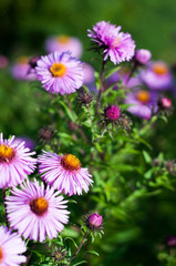 Fototapeta premium Kwiat lato zieleń 3