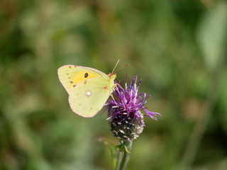 butterfly on flower