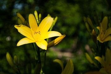Liliowiec lilia kwiat flower 2