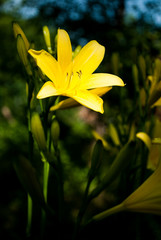 Liliowiec lilia kwiat flower 1