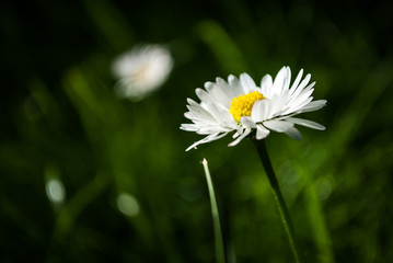 Kwiat stokrotka flower wiosna daisy