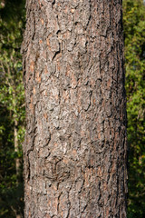 Bark of pine tree texture. Nature wood background.