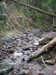 stream in the forest