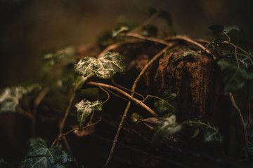 Ivy close up in the forest