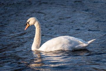 swan on the lake