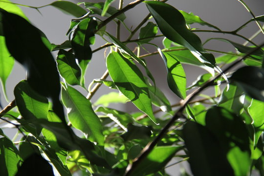 Feuilles de ficus dans le soleil