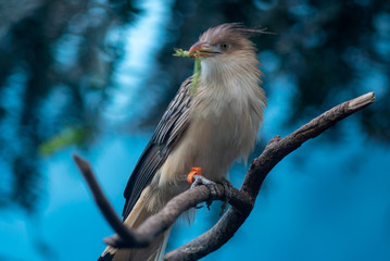 guira cuckoo with an insect in the beak
