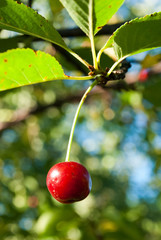 Wiśnia owoc 1 cherry - obrazy, fototapety, plakaty