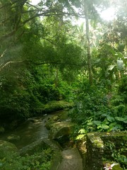 Obraz premium Stream running through sunlit tropical forest in Bali