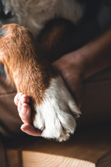 Dog paws and human hand close up. Conceptual image of friendship a dog.