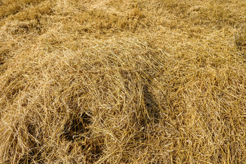 Golden straw on field with machine trace on ground