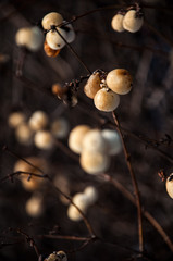 Śnieguliczka 2 krzew © Wiktor