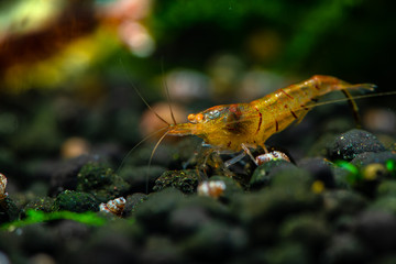 Ti bee orange eye shrimp pets aquarium water nature pets tiger