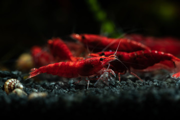 Red neocaridina shrimp fire pet aquarium freshwater nature macro
