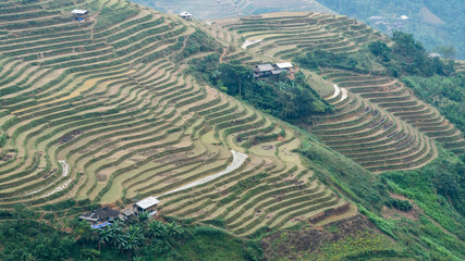 Terrace Rice Fields in Northern Vietnam