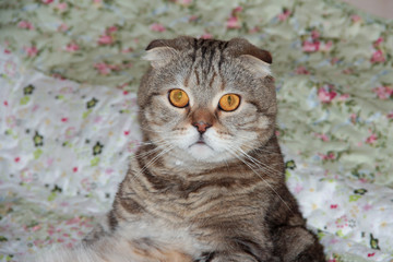 Portrait of a lop-eared cat on a colored background