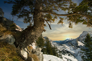 Fototapeta na wymiar abgewinkelter Baum vor Sonnenuntergang in den Bergen