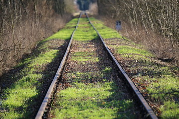 Obraz premium railway in forest