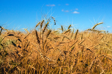 Fototapeta premium rye field