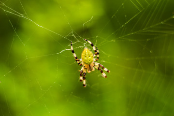  spider on the web