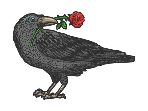 Raven bird with rose flower in its beak sketch engraving vector illustration. T-shirt apparel print design. Scratch board style imitation. Hand drawn image.