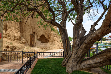 Very old pistachio tree at mausoleum of Prophet Daniel in Samarkand, Uzbekistan