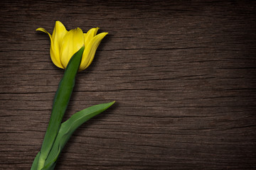 Tulips yellow flowers images on the old wooden background.