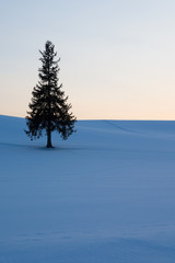 黄昏の雪原とマツの木　美瑛町