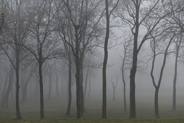 Mysterious foggy forest in winter