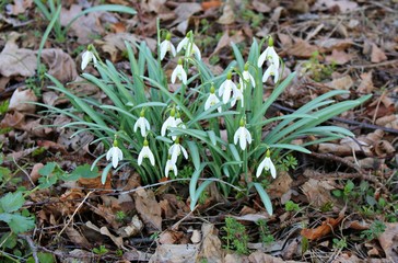 White delicate flowers of Galanthus nivalis in spring forest
