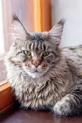 Close up portrait of cat maine coon breed on wooden windowsill of retro style. Big and fluffy domestic kitten with green eyes, tiger striped color. Indoors, copy space.