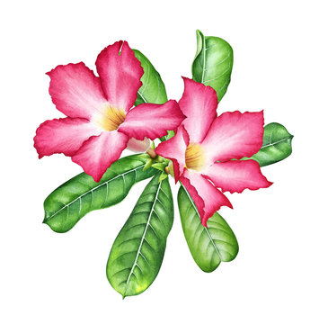 Watercolor Pink Tropical Flowers With Green Leaves.