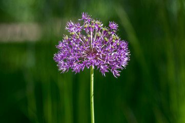 Allium hollandicum flowering springtime plant, group of purple persian ornamental onion flowers in bloom