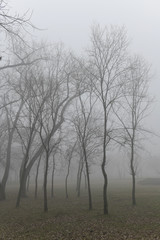 Mysterious foggy forest in winter