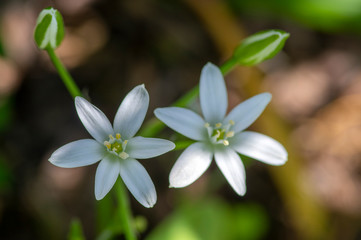 Ornithogalum umbellatum grass lily in bloom, small ornamental and wild white flowering springtime plant